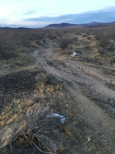 Two clumps of white toilet paper stuck in two bushes
