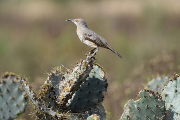 Curved-billed Thrasher rests on a prickly pear cactus 