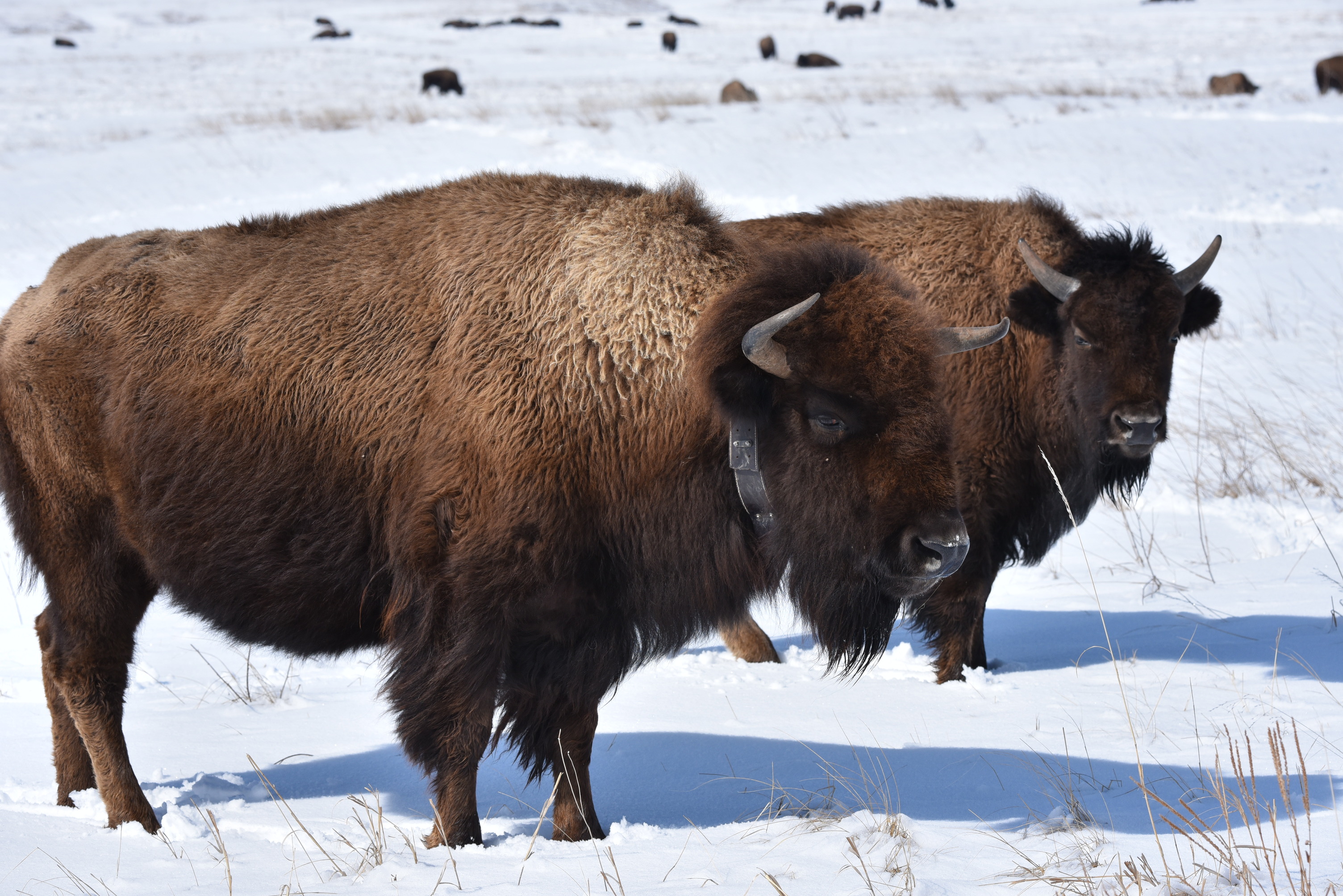 Collared cow bison standing in the snow