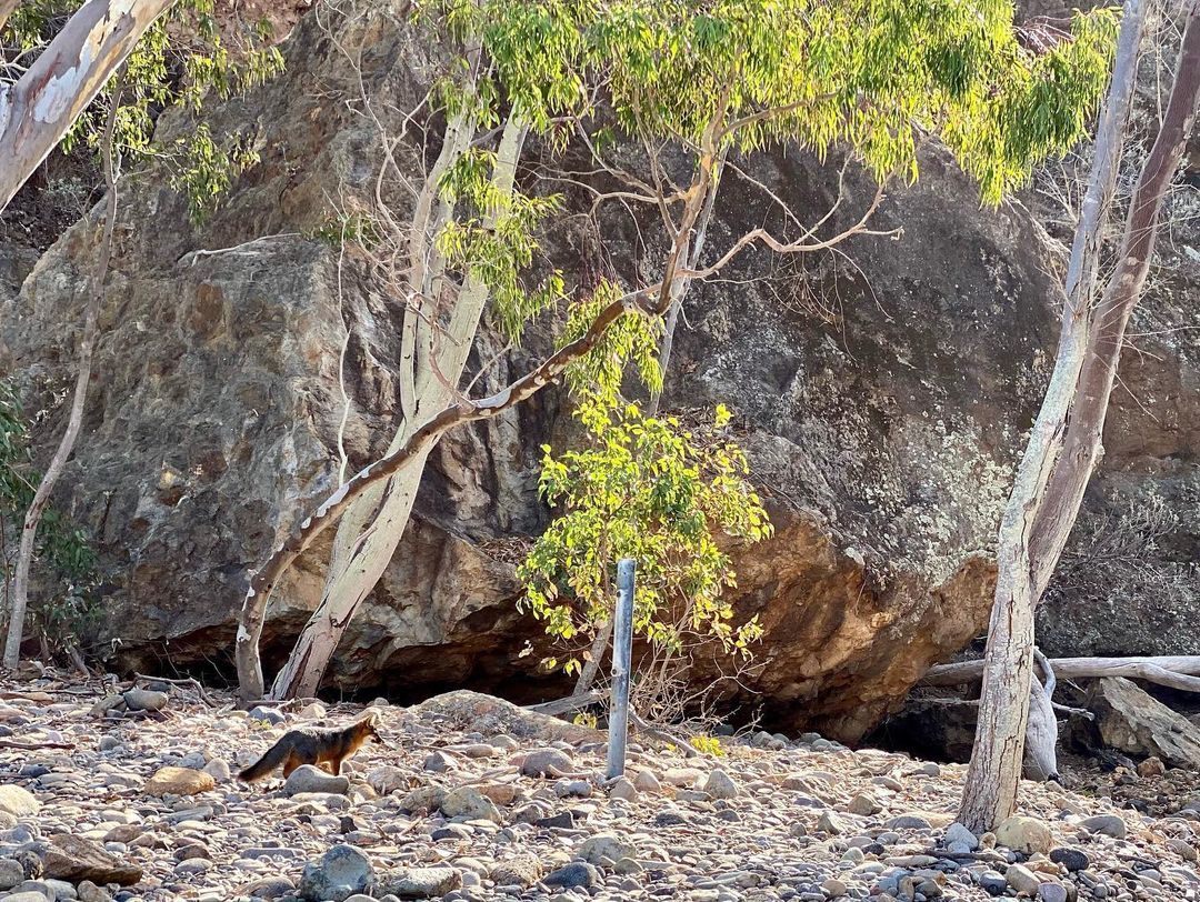 Santa Cruz Island Fox on Tinker's Beach on Santa Cruz Island