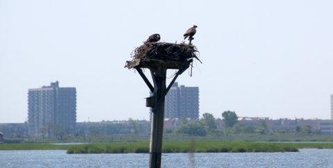 Two osprey on their platform against background of apartment buildings in Jamaica Bay