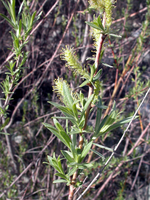 A narrow-leaved willow twig with leaves and flowers