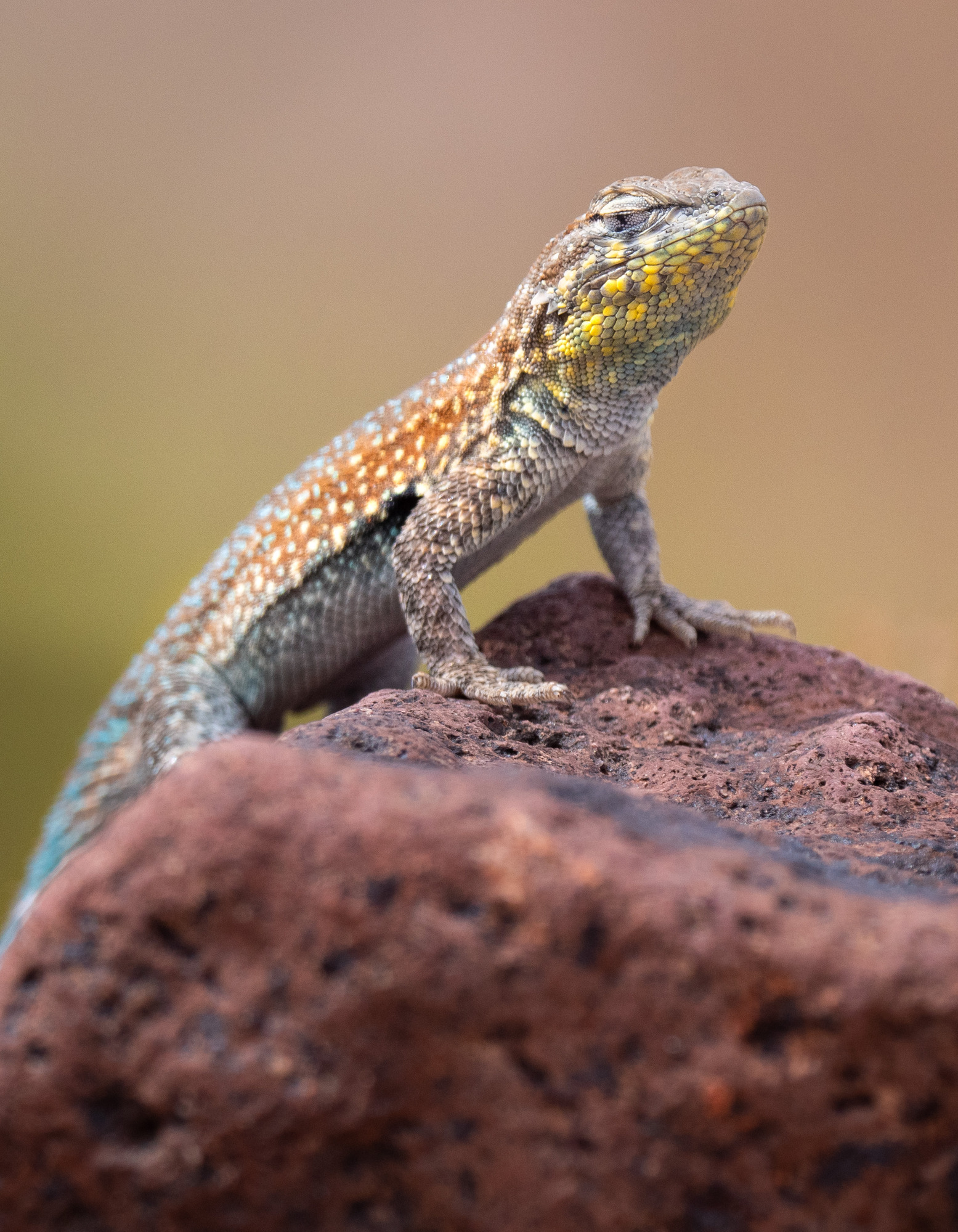 close up colorful lizard perched on rock