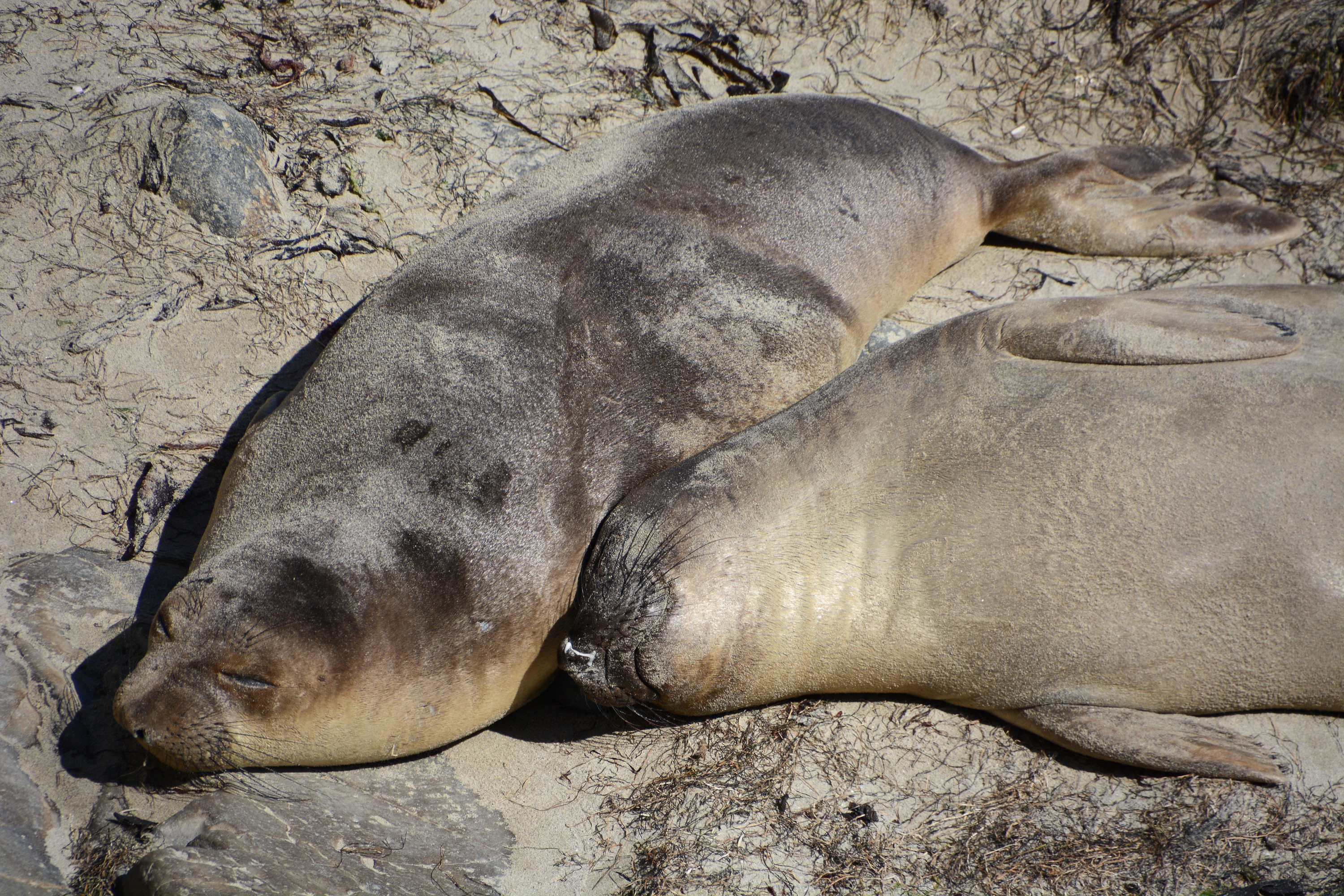 seals and sea lions laying on the coast