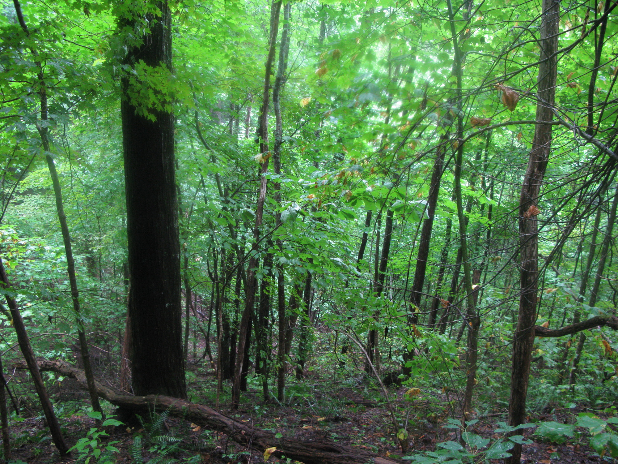 GRSM Accuracy Assessment. Plot Code: GRSM_AA_0517_2