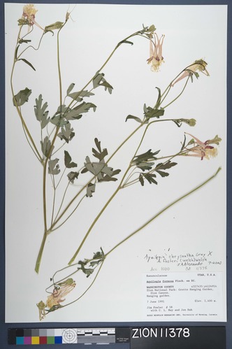 Herbarium Specimen Sheet 11378