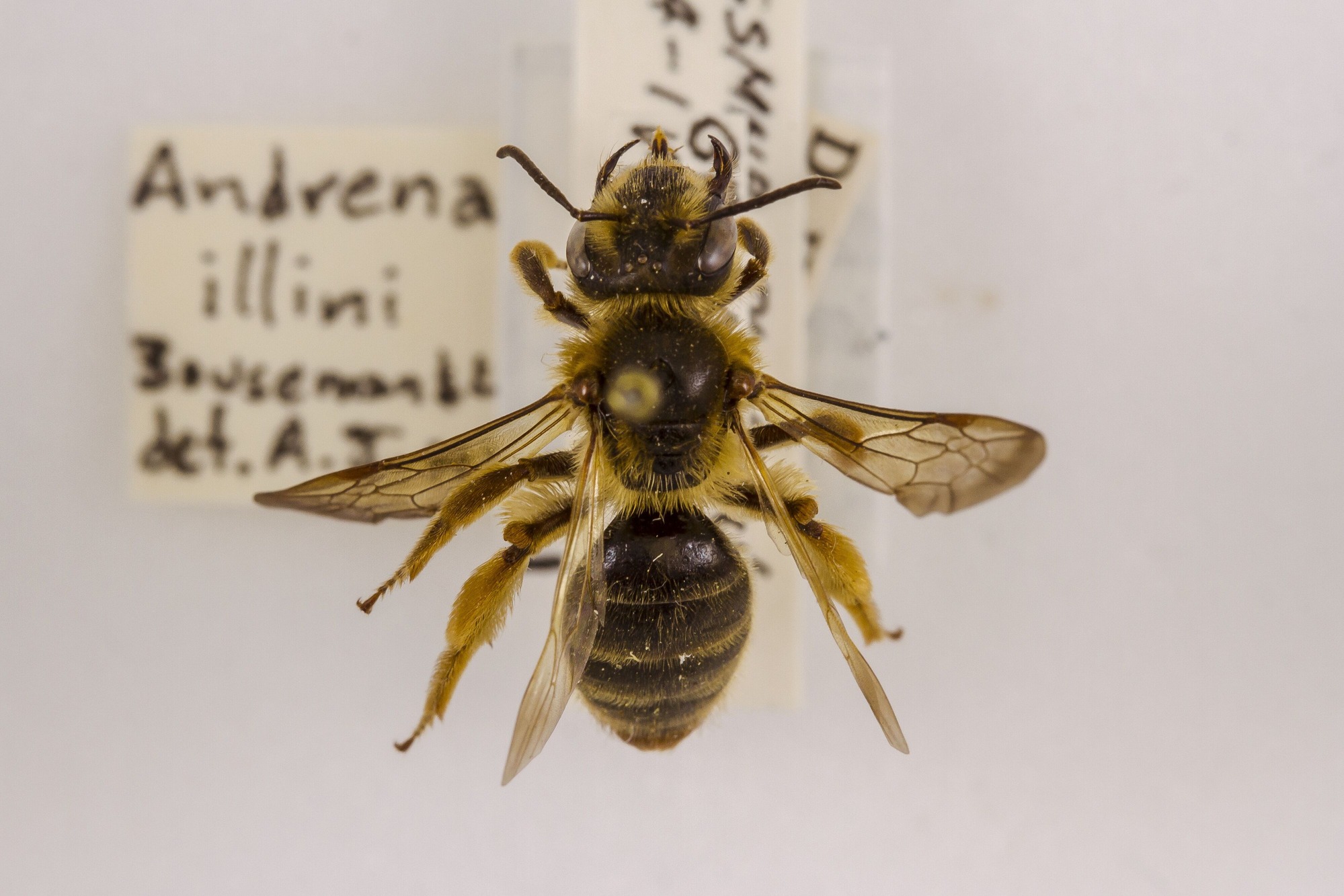Image of Andrena illini, a species of Animalia