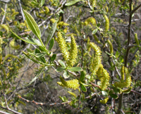 Red willow leaves and flowers