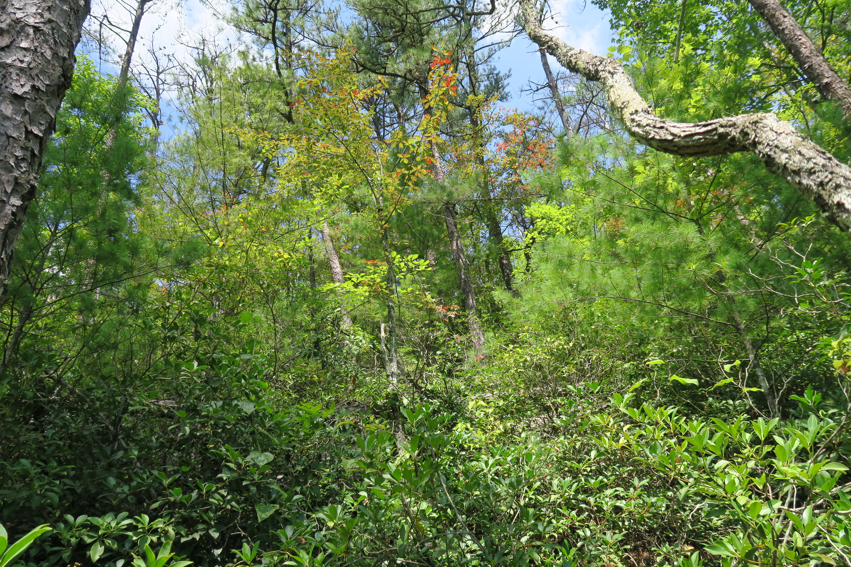 GRSM Accuracy Assessment. Plot Code: GRSM_AA_0732_2