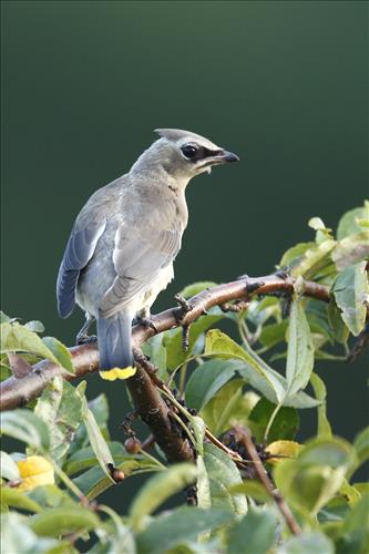 Cedar waxwing in Cuyahoga Valley National Park
