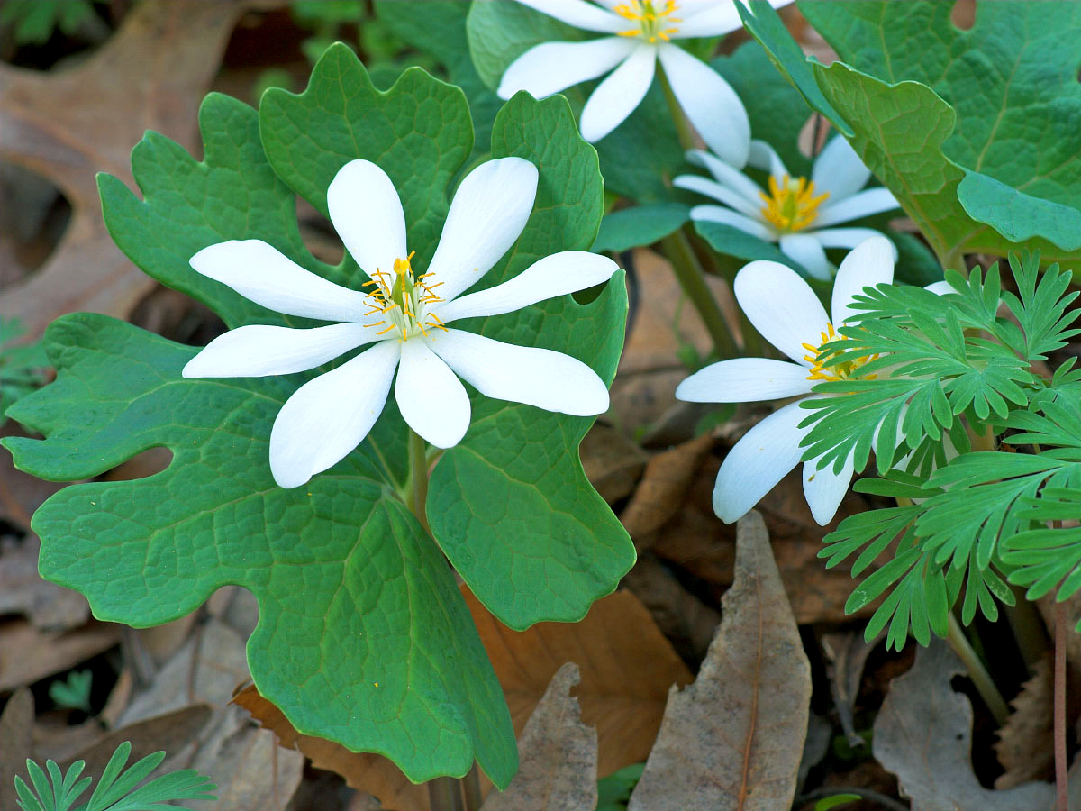 Bloodroot