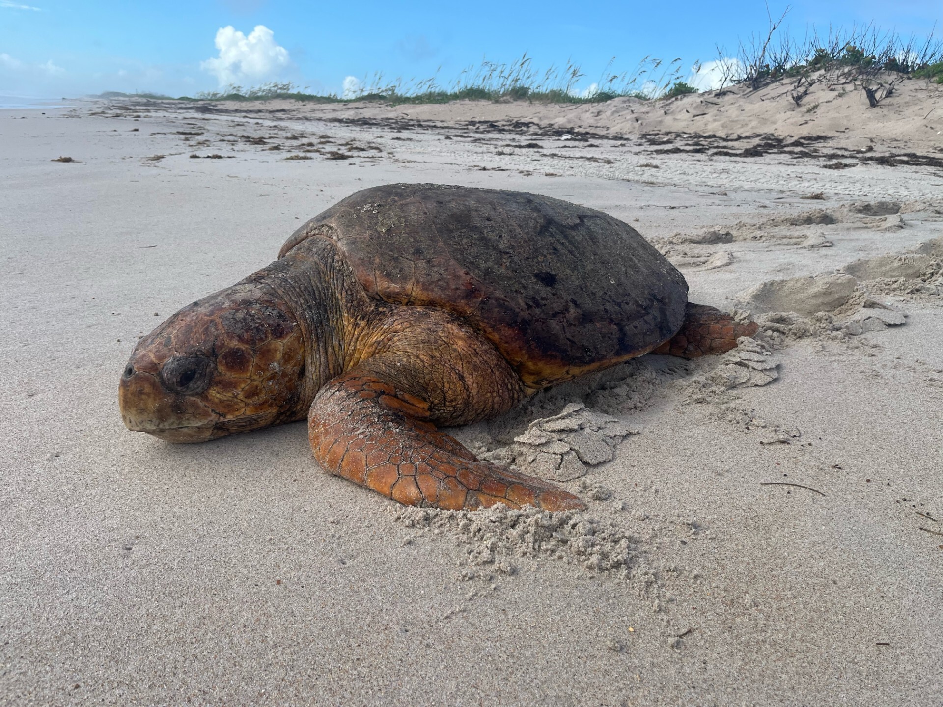 Logger head sea turtle slowly making its way back to the ocean on a clear morning. 