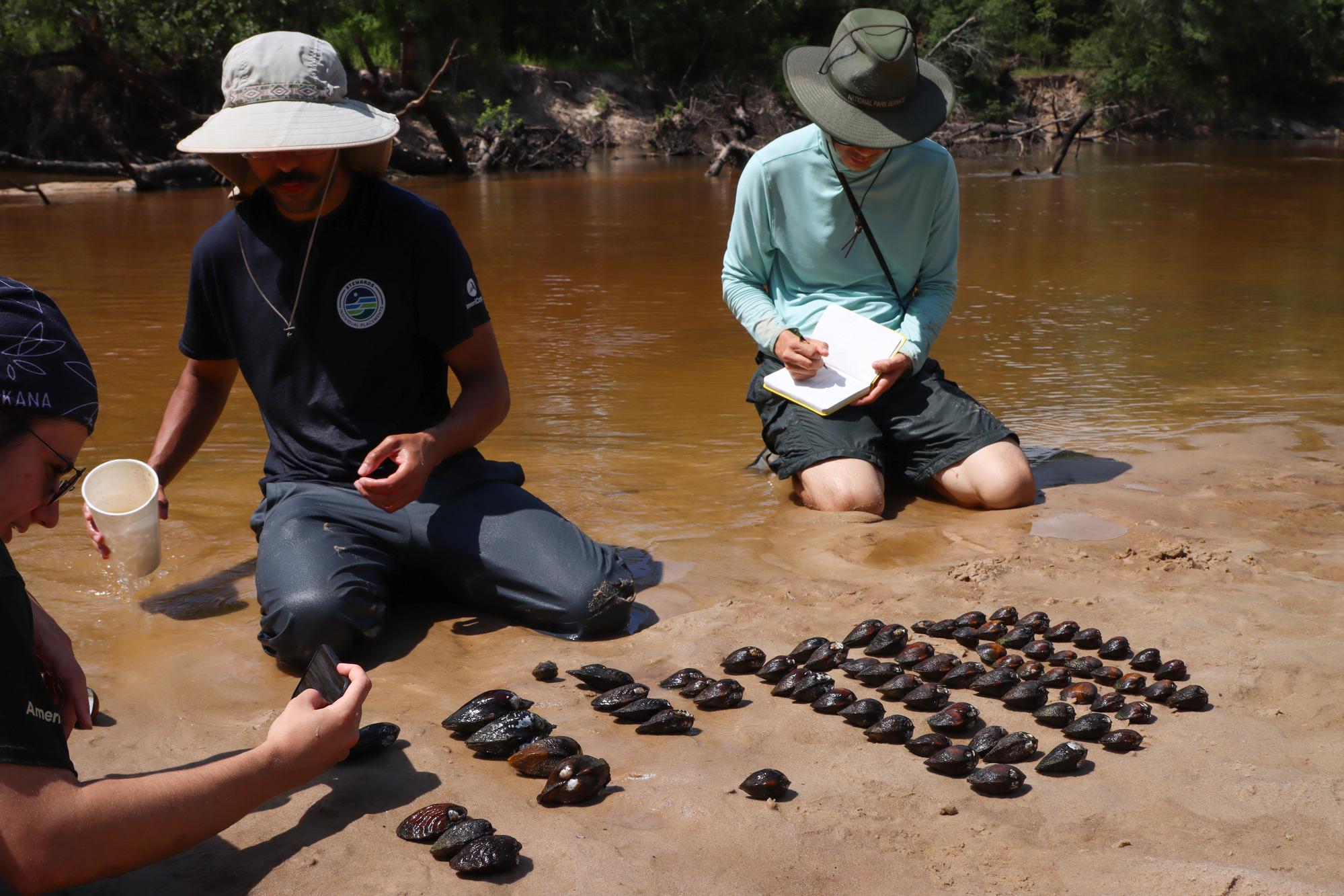 3 people sitting on the sand along a creek above different kinds of mussels, organized by species.