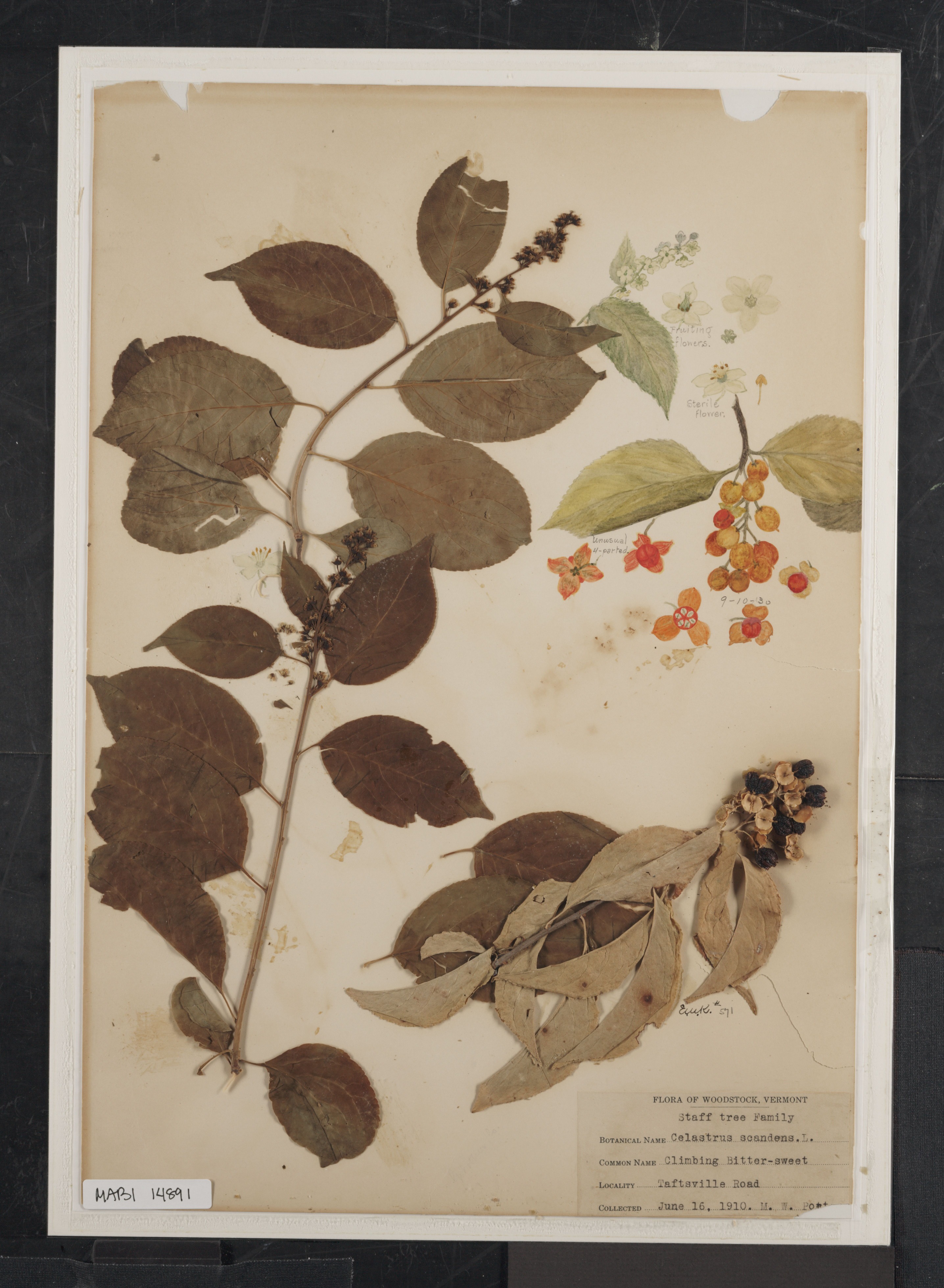 Preserved biological specimen on paper.