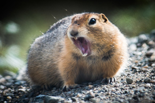A ground squirrel, mouth wide open as it barks an alert