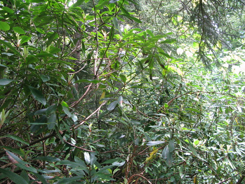 GRSM Accuracy Assessment. Plot Code: GRSM_AA_0084_2