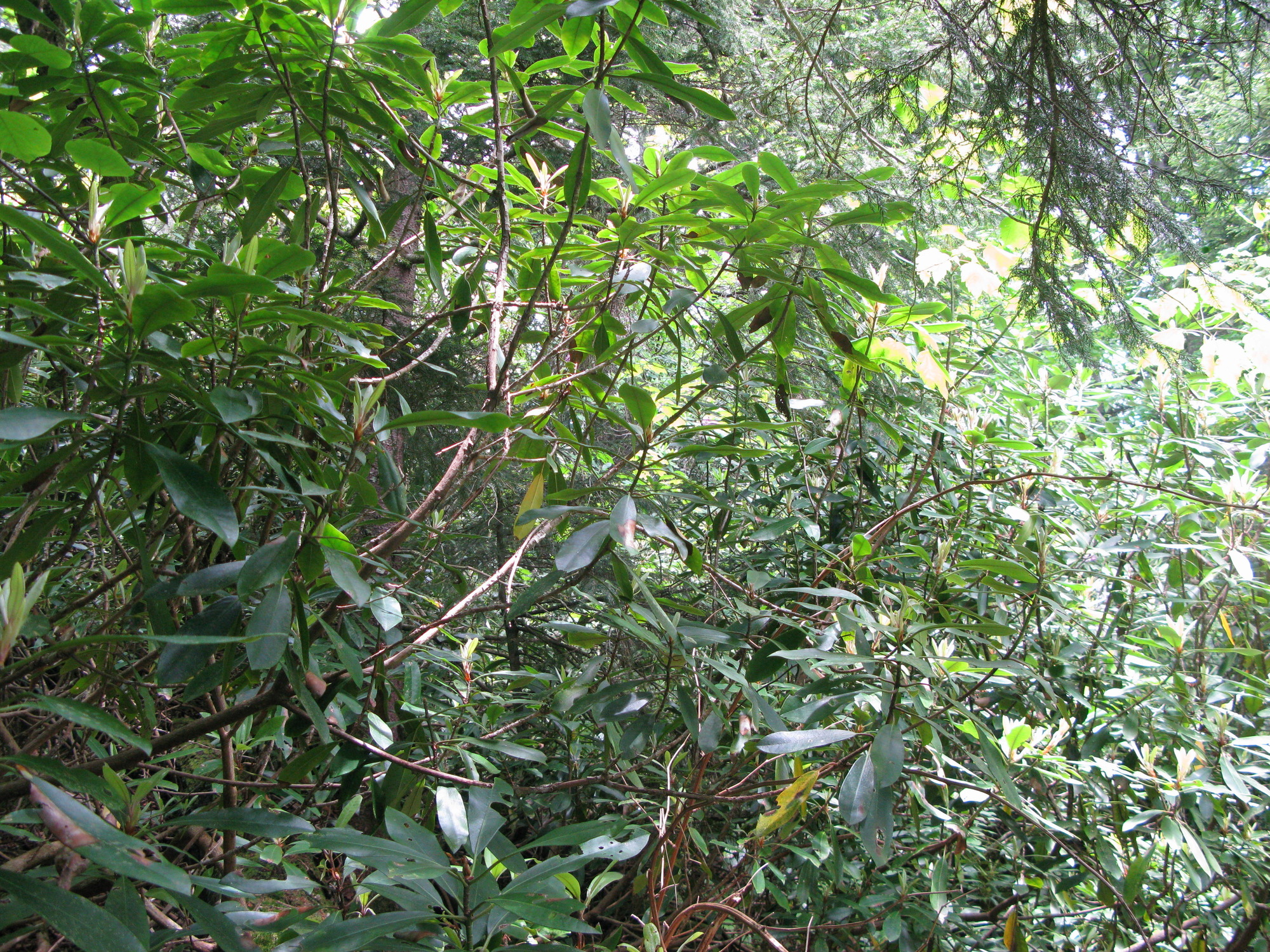 GRSM Accuracy Assessment. Plot Code: GRSM_AA_0084_2