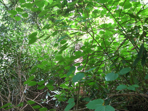 GRSM Accuracy Assessment. Plot Code: GRSM_AA_0084_5