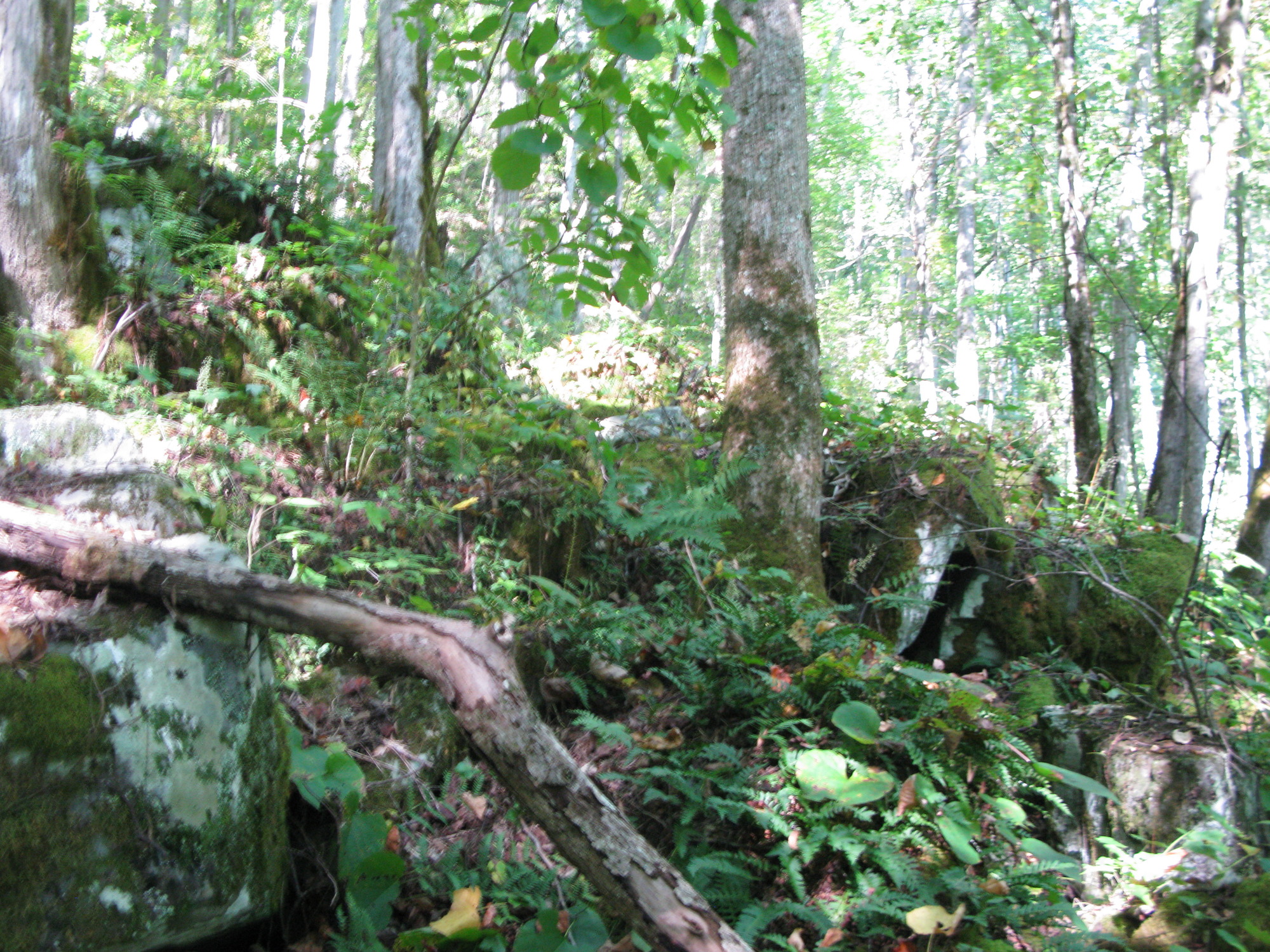 GRSM Accuracy Assessment. Plot Code: GRSM_AA_0137_6