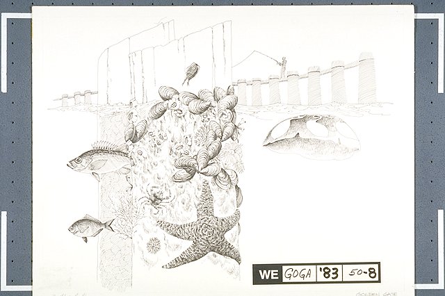 A depiction of bay life on a pier piling which includes barnacles, mussels, and sea stars.