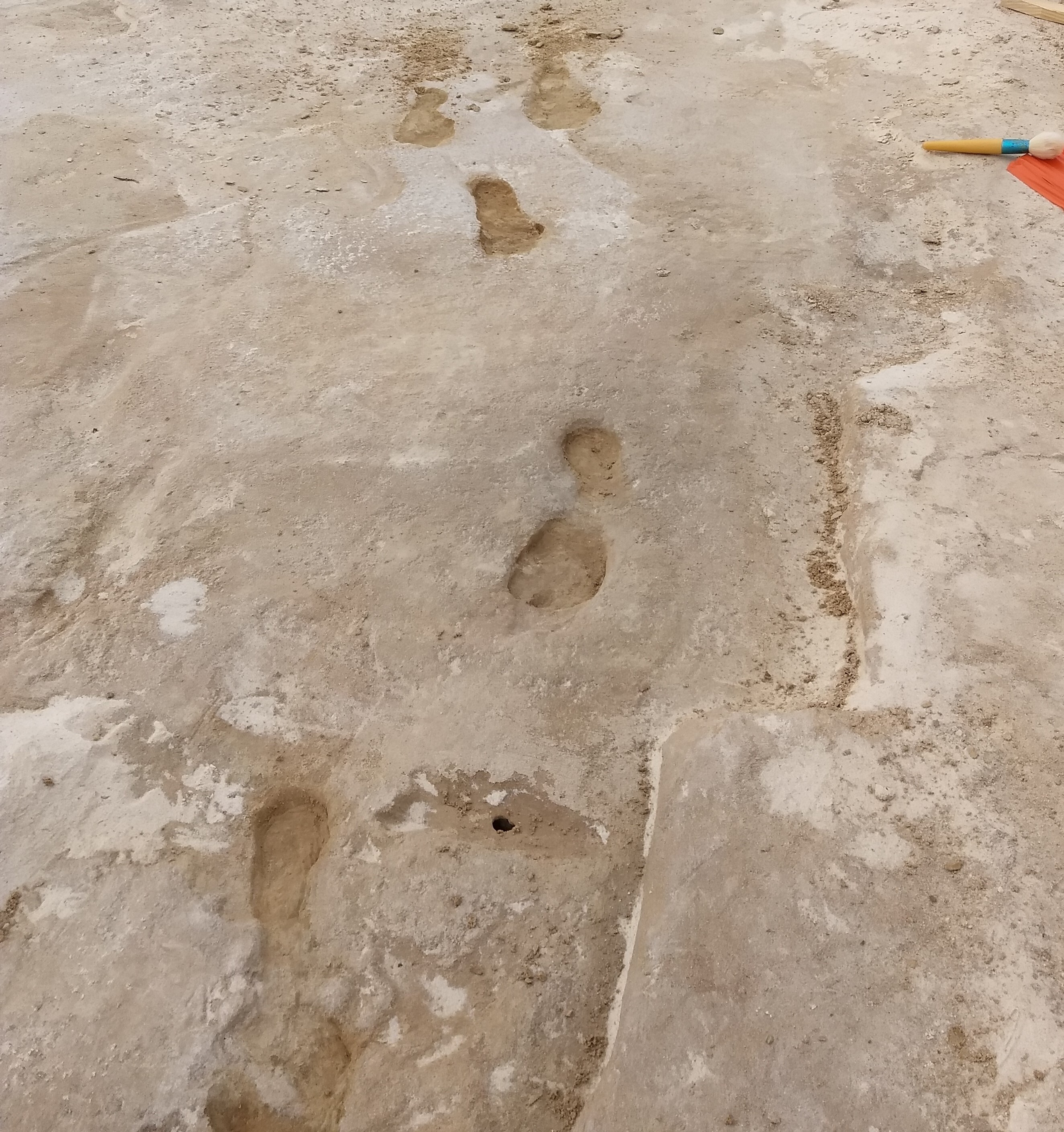 Five fossilized human footprints uncovered in the gypsum sand. A brush tool is located on the right that is used to carefully reveal the full impression of the footprint. 