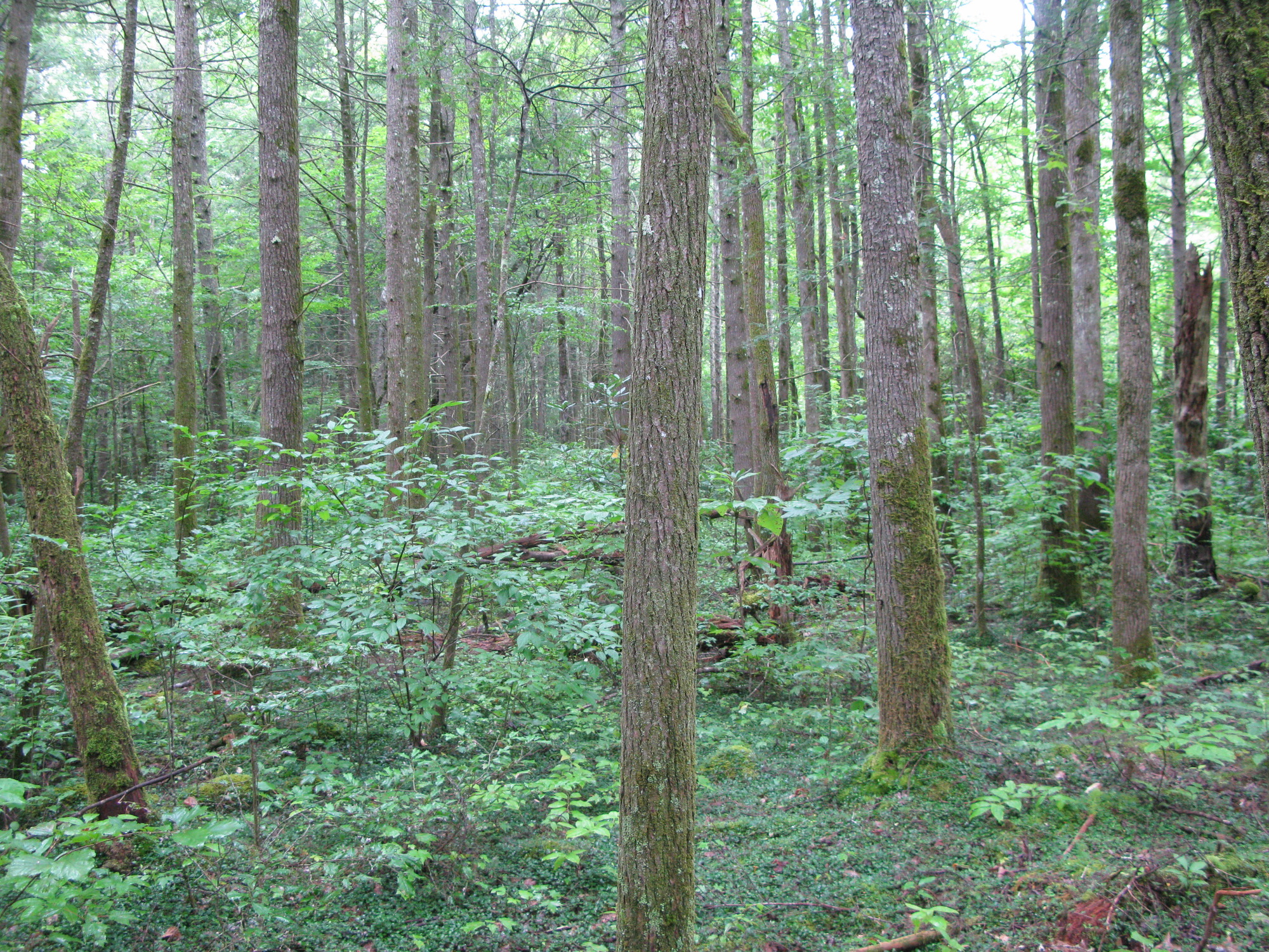 GRSM Accuracy Assessment. Plot Code: GRSM_AA_0961_6