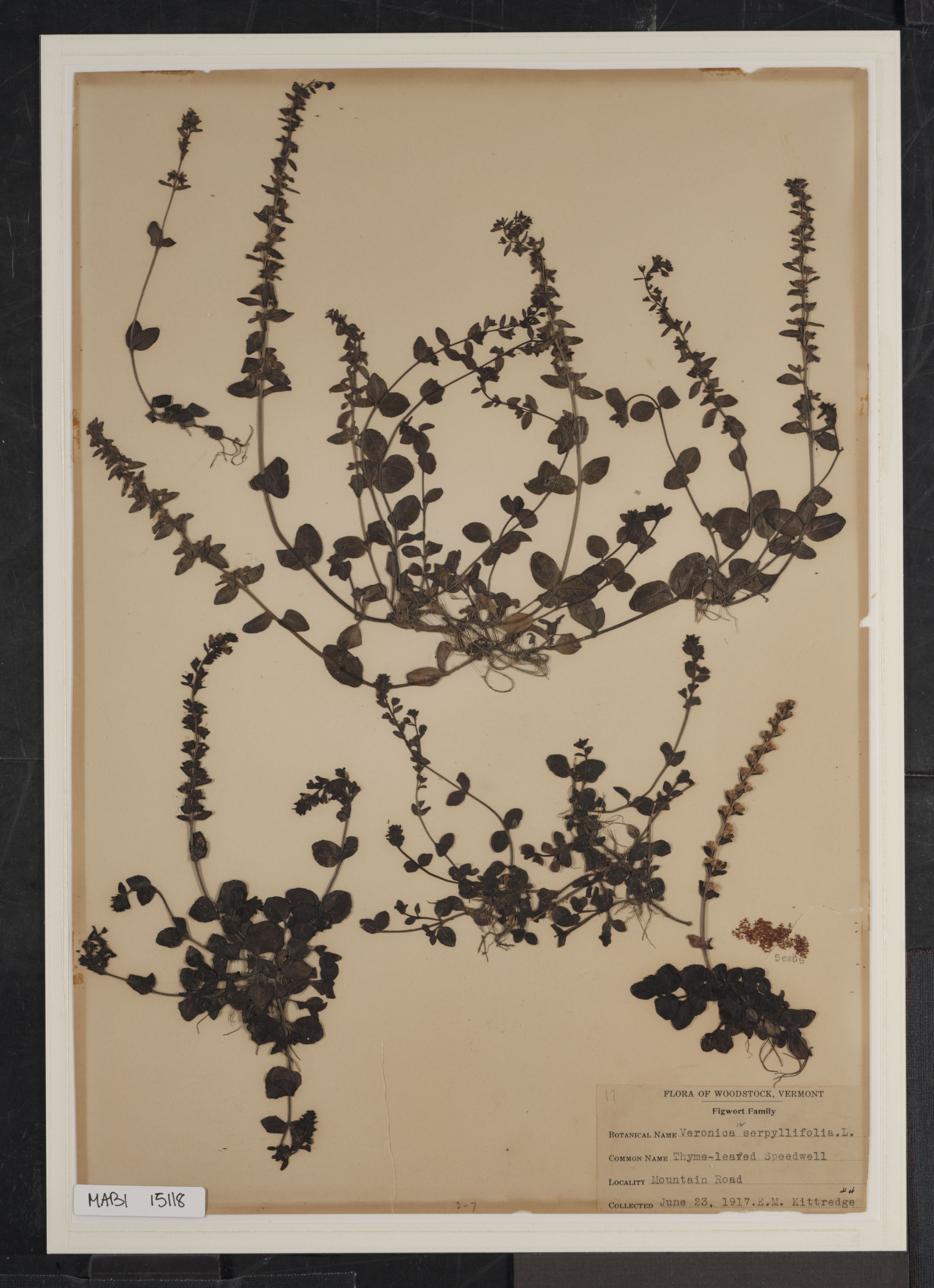 Preserved biological specimen on paper.