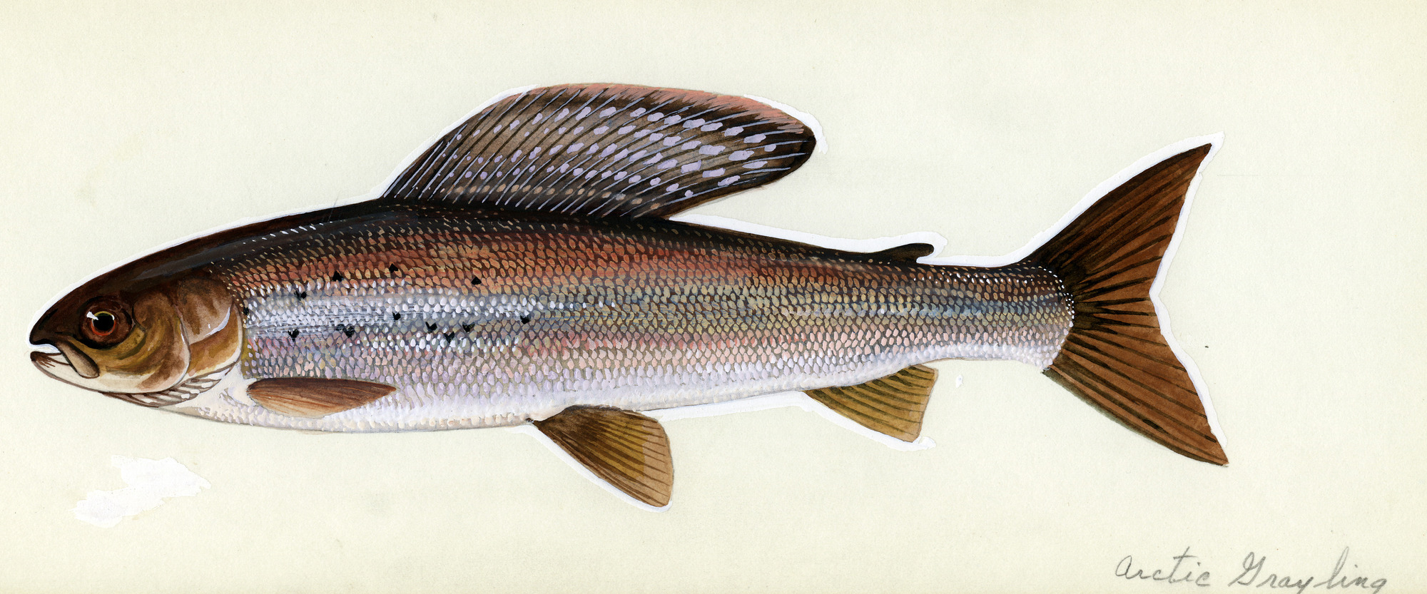 a Arctic Grayling (Thymallus arcticus) The image is proportionally correct for an average adult of the species with accurate coloration representative of a live specimen.