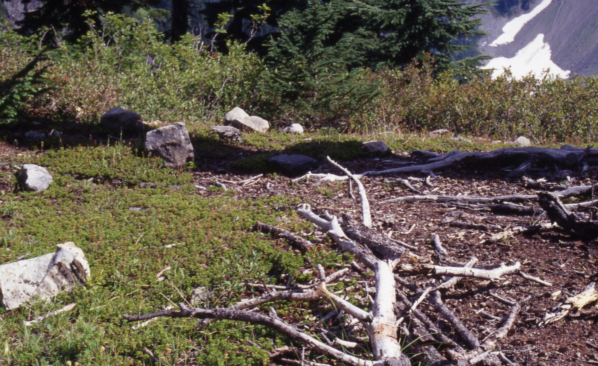 A dirt patch studded with fallen branches and rocks in front of a grass clearing surrounded by brush and trees. In the distance are snowy, rocky slopes.