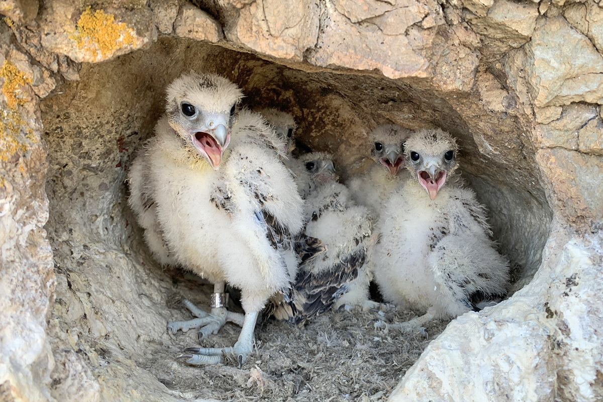 Five fluffy white baby falcons huddled together in a small rock cavity.