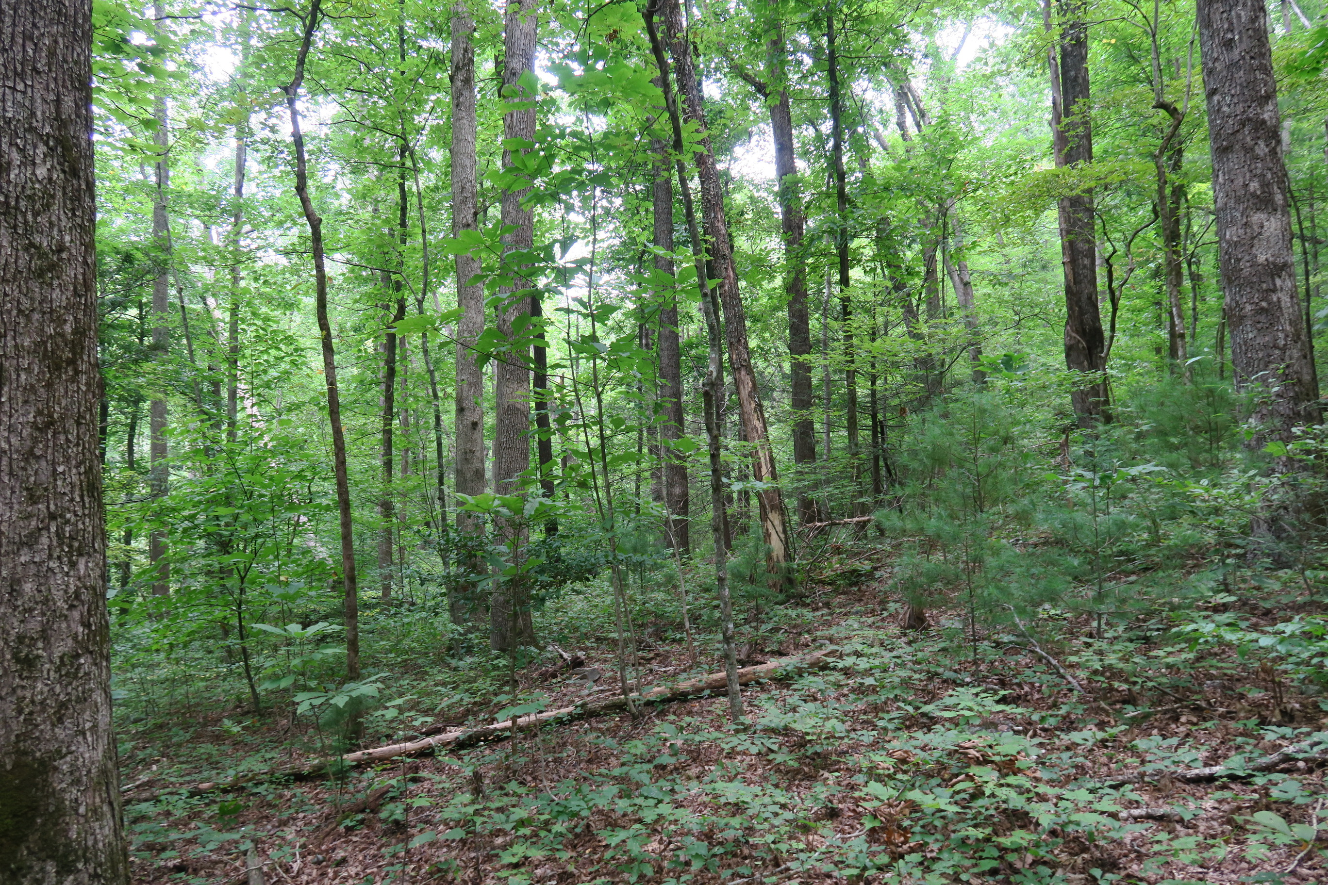 GRSM Accuracy Assessment. Plot Code: GRSM_AA_0766_6