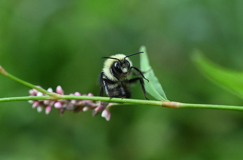 A fuzzy bumble bee resting on a horizontal green stem with a cluster of small pink and white flowers.