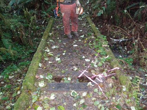 Skunk Cabbage Trail Bridges