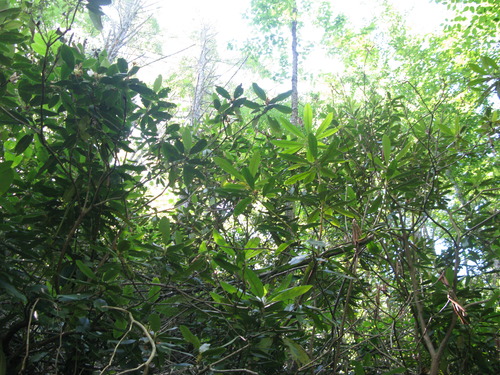 GRSM Accuracy Assessment. Plot Code: GRSM_AA_0194_4