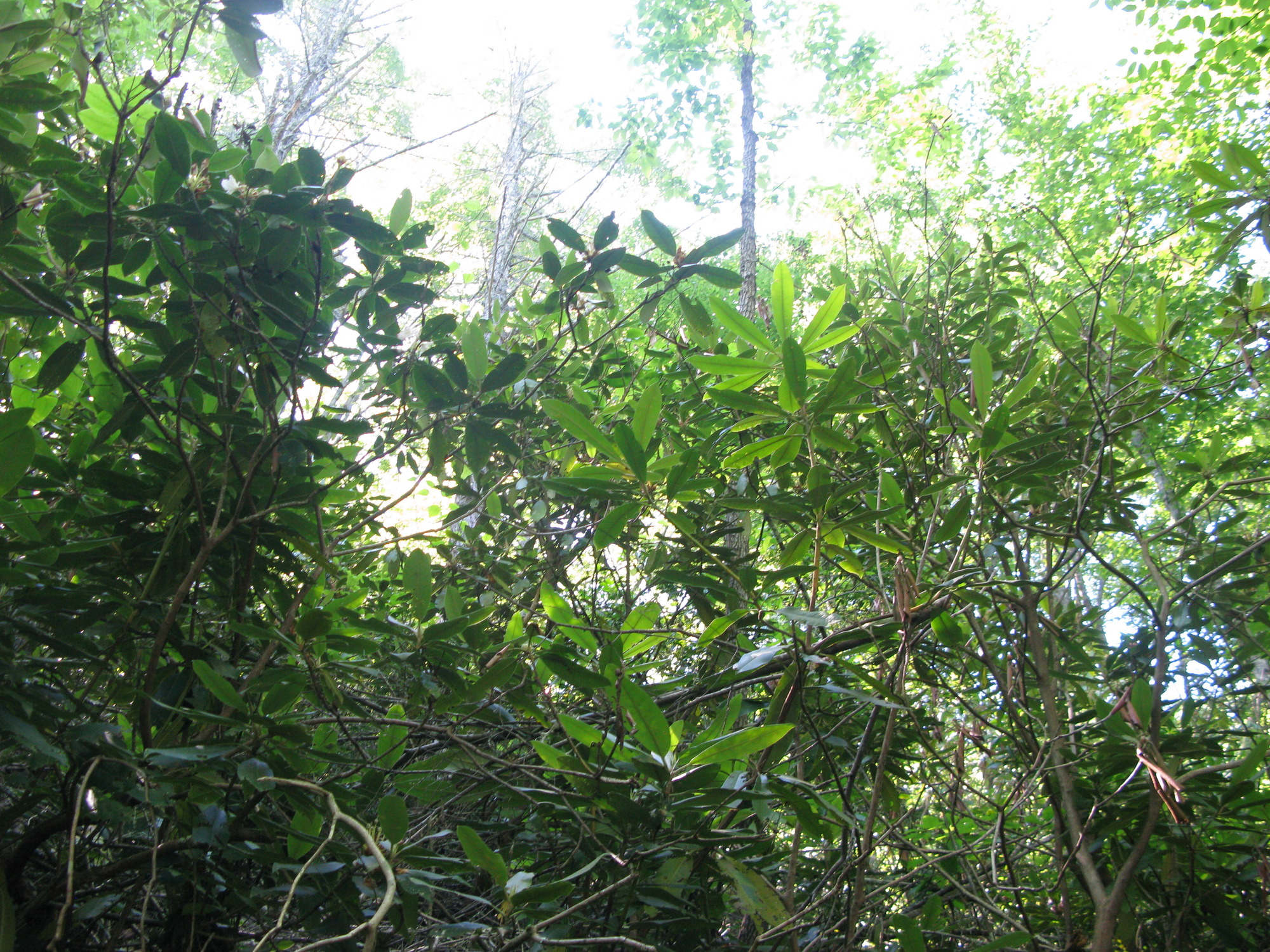 GRSM Accuracy Assessment. Plot Code: GRSM_AA_0194_4