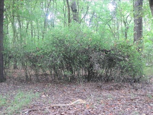 YCC 2010 Exotic Plant Management Project