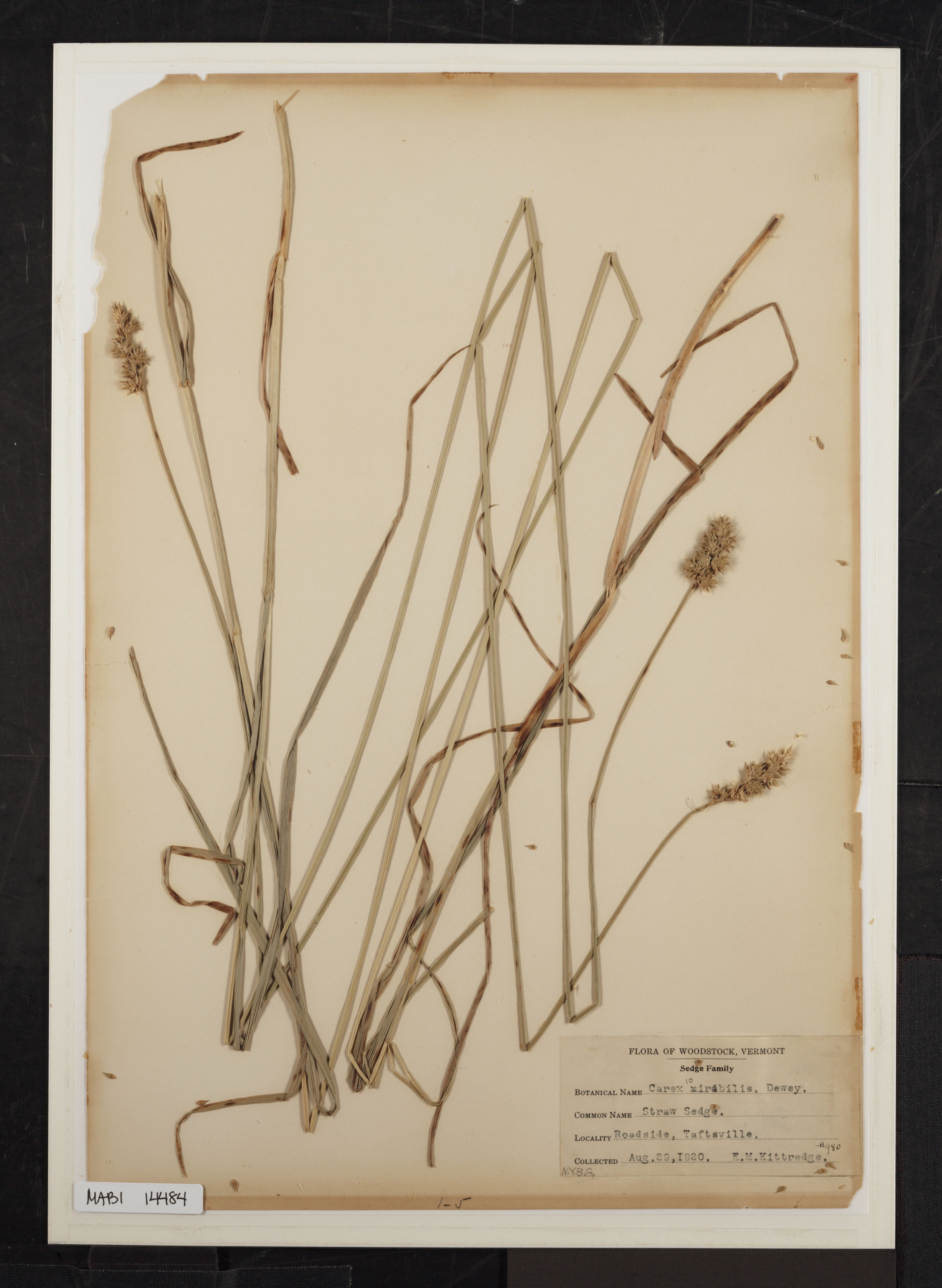 Preserved biological specimen on paper.