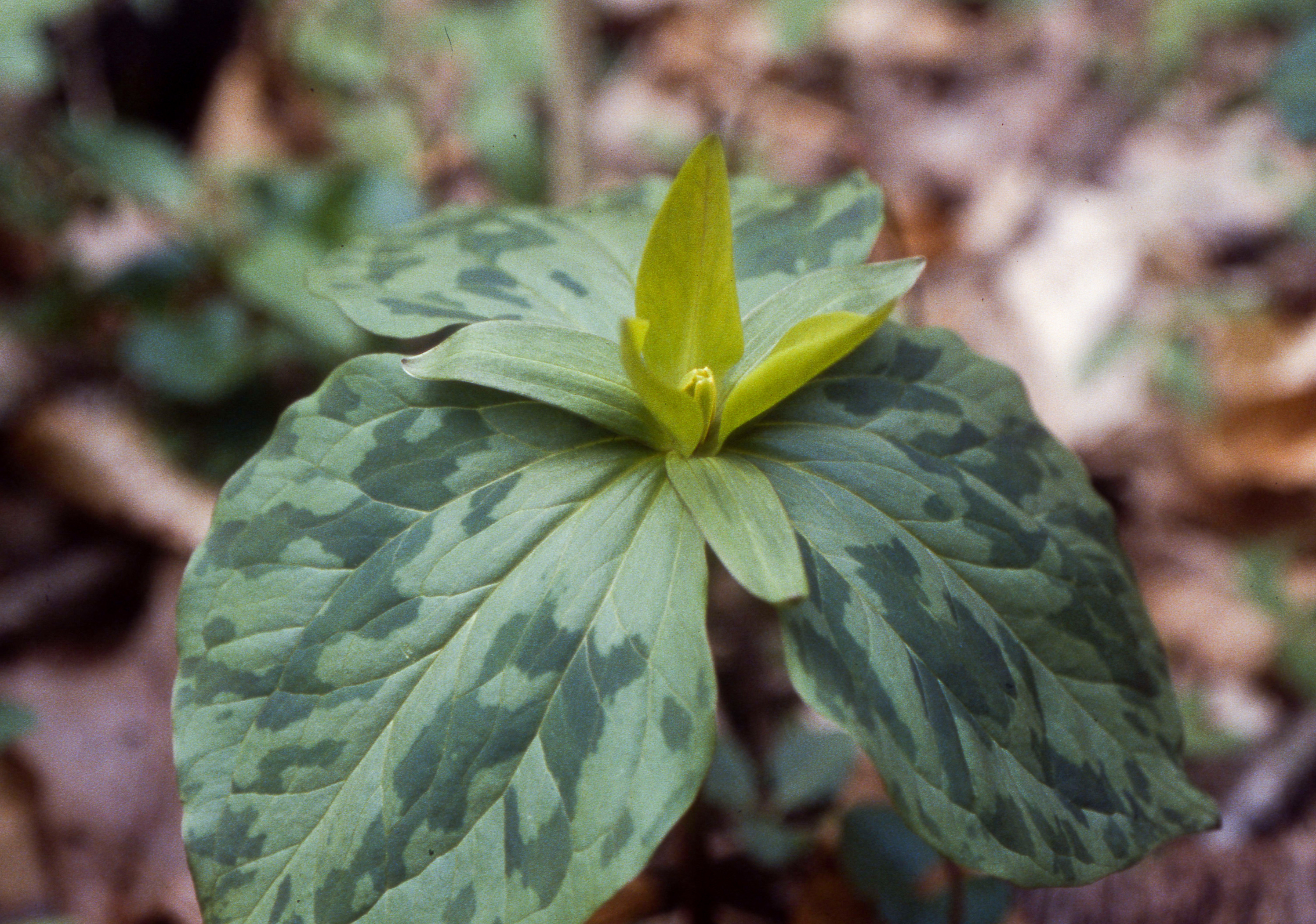 Little sweet trillium