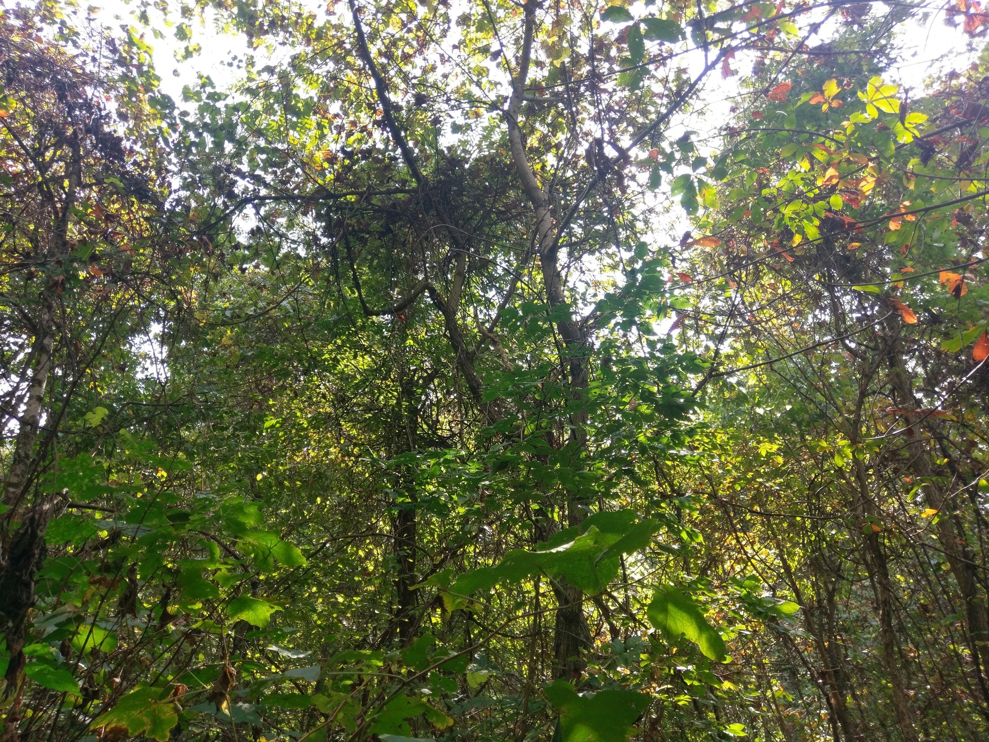 GRSM Accuracy Assessment. Plot Code: GRSM_AA_0936_4