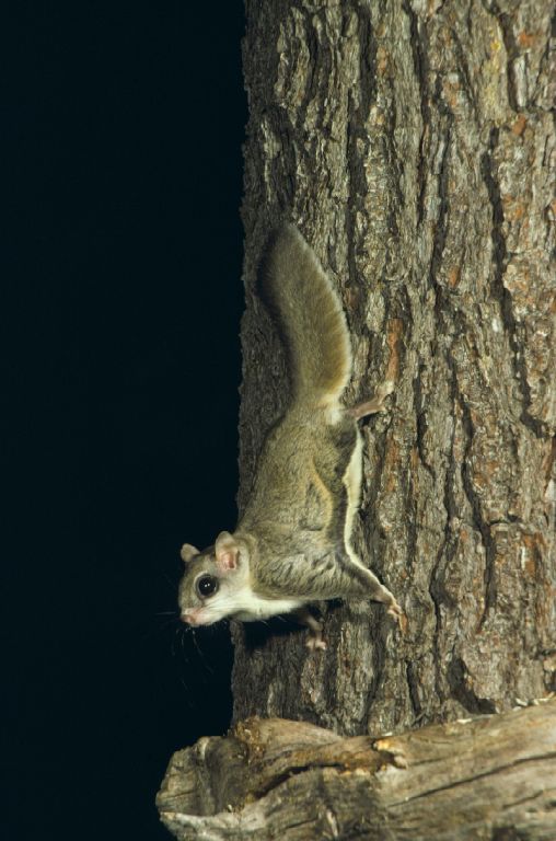 Image of Glaucomys sabrinus coloratus, a species of flying squirrel.