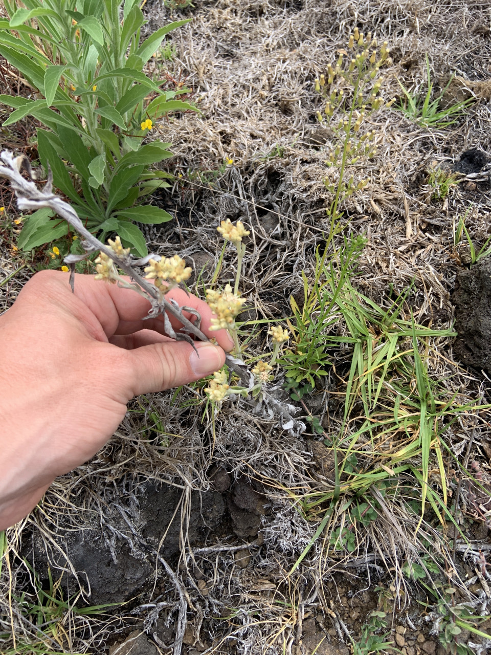 Photo of plant Aster species