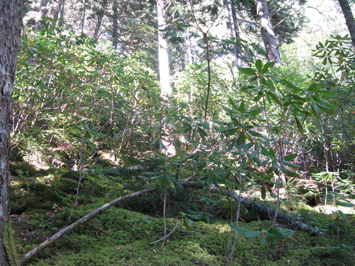 GRSM Accuracy Assessment. Plot Code: GRSM_AA_0277_2