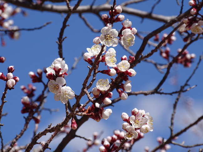 Dark brown branches dotted with white blossoms against a bright blue sky.