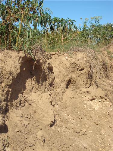 Feral Hog Damage At Big Creek and Sanders Field, Buffalo National River