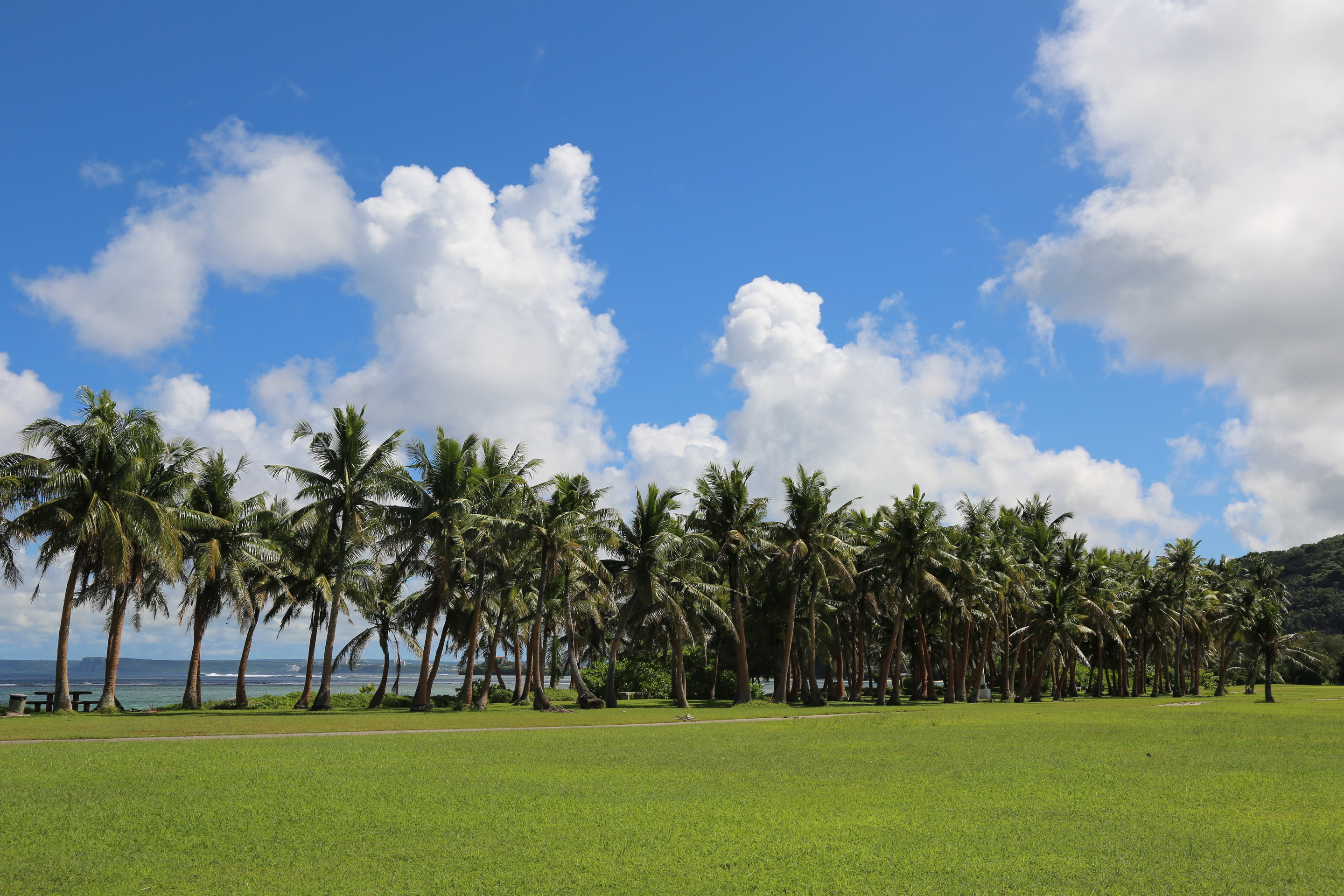 A row of tall palm trees lines a lush green field under a clear, blue sky with scattered clouds. 
