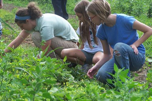 CVEEC Junior Ranger Program, Down & Dirty Farming, Tending Strawberries