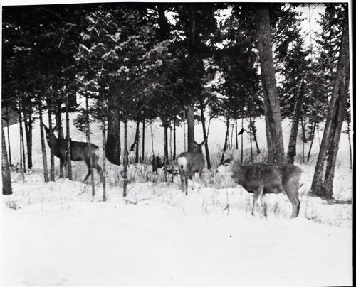 BW Photo of deer.