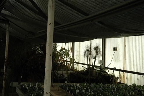 Major snow storm damage to greenhouse #4 at Kenilworth Aquatic Gardens - February 2010