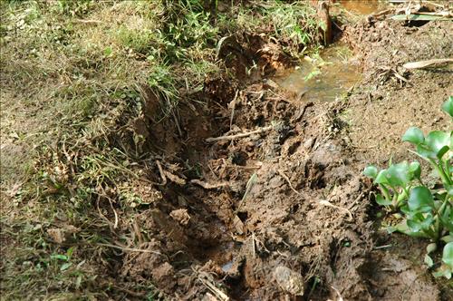Restore Historic Dikes and Ponds at Kenilworth Aquatic Gardens in June 2010