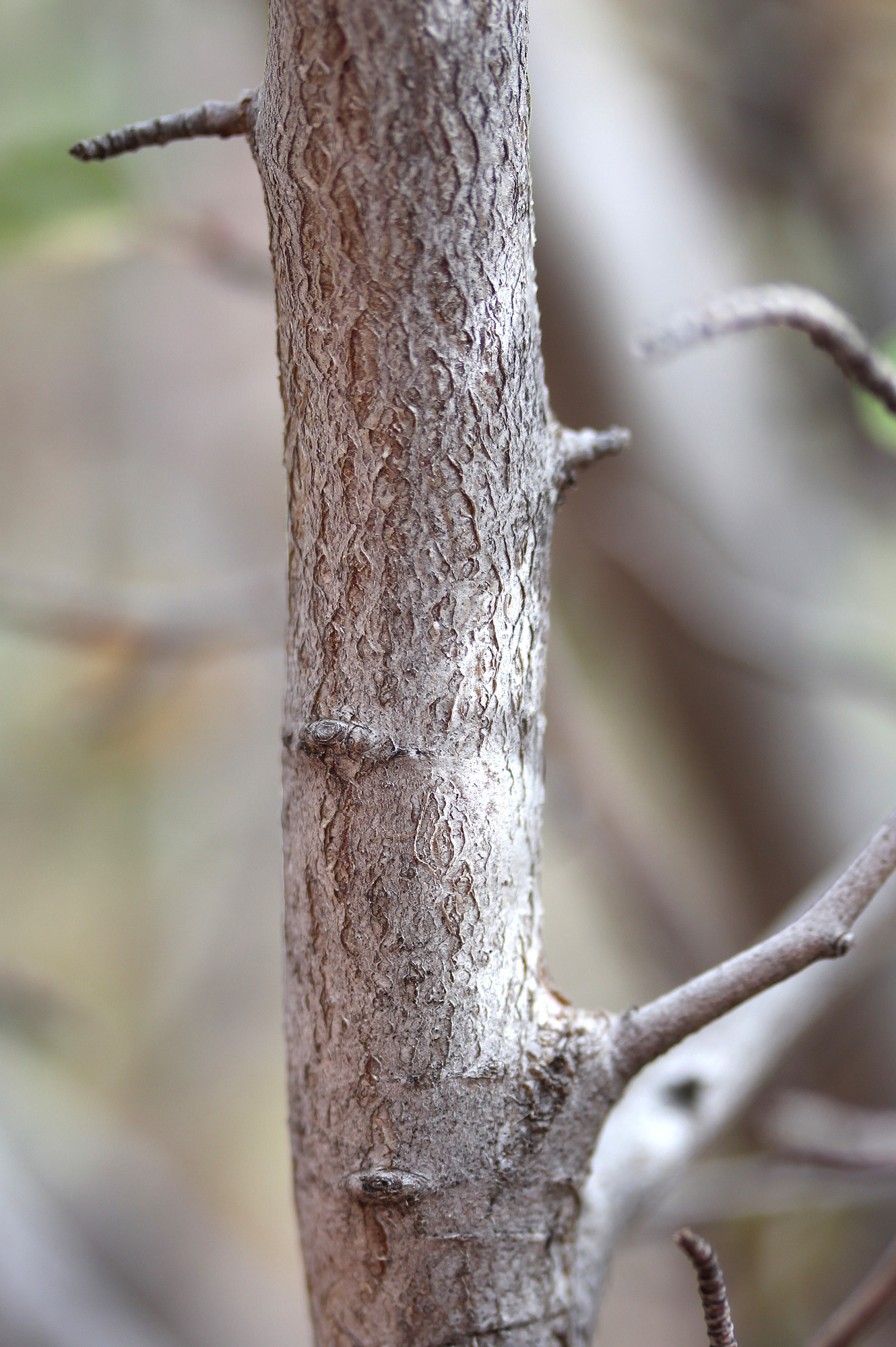 Amelanchier utahensis, Utah serviceberry